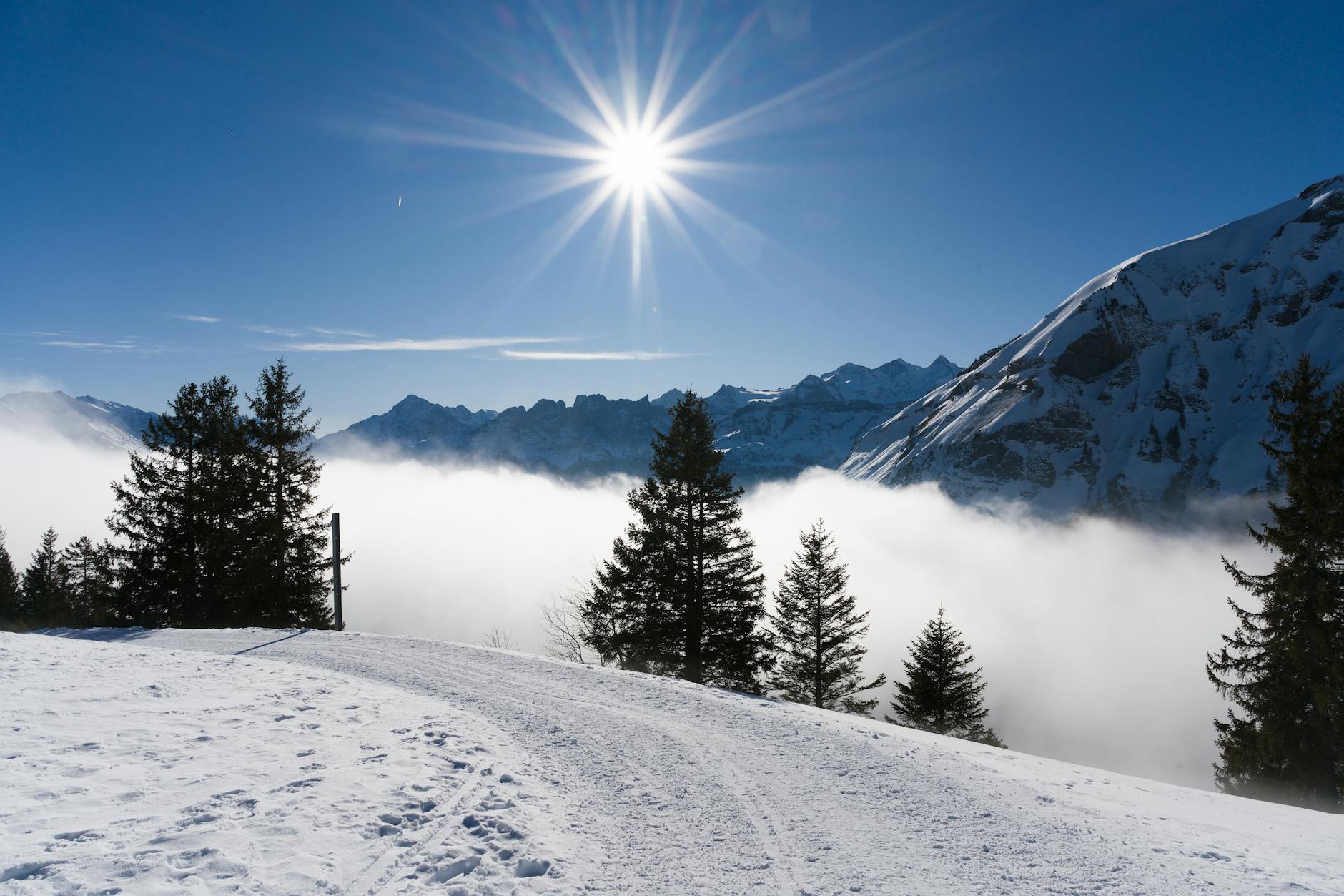 Stunning view of the Swiss Alps under a bright sun with snow-covered trees and mountains.