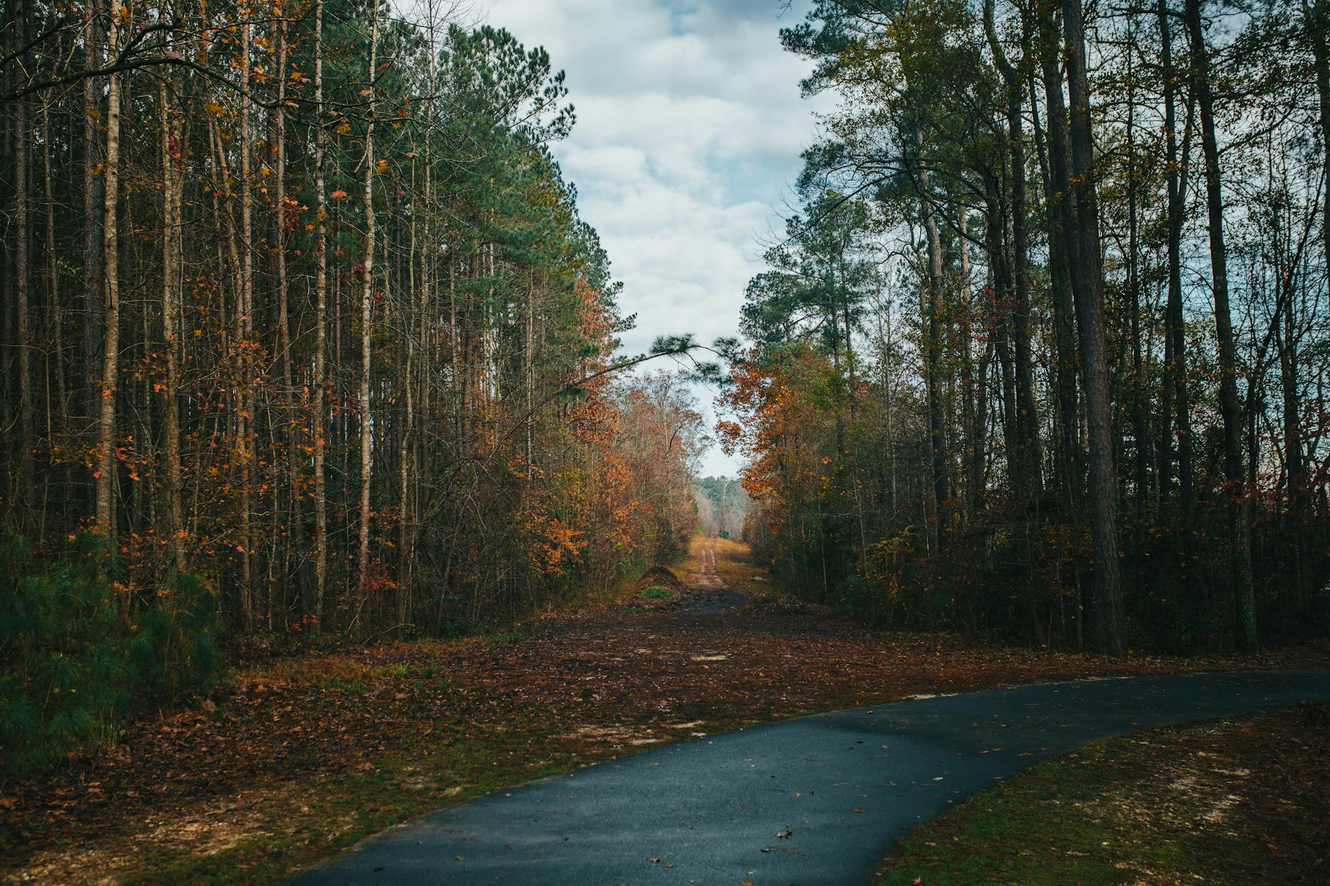 A picturesque road winding through an autumn forest in Virginia, showing stunning fall foliage.