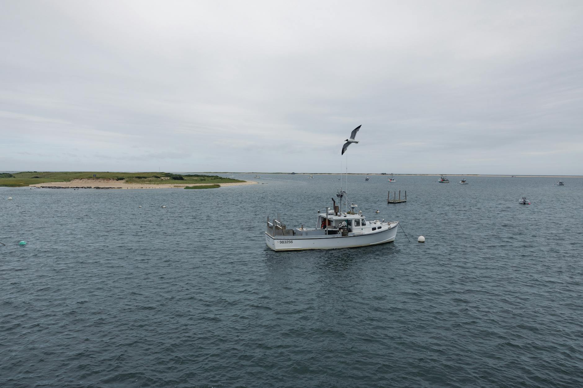 Peaceful scene of a fishing boat in Chatham Harbor, Massachusetts with seagulls and gentle waves.