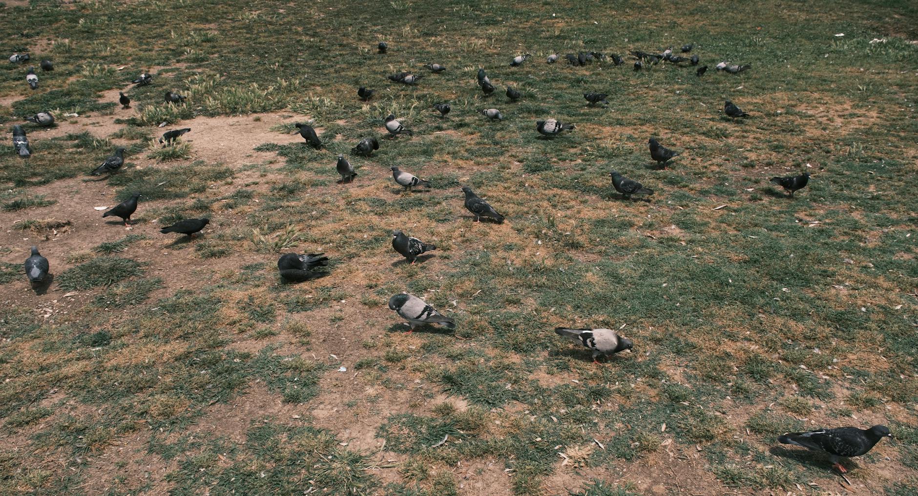 A flock of pigeons feeding on grassy patches in İzmir, Türkiye. Ideal for urban wildlife themes.