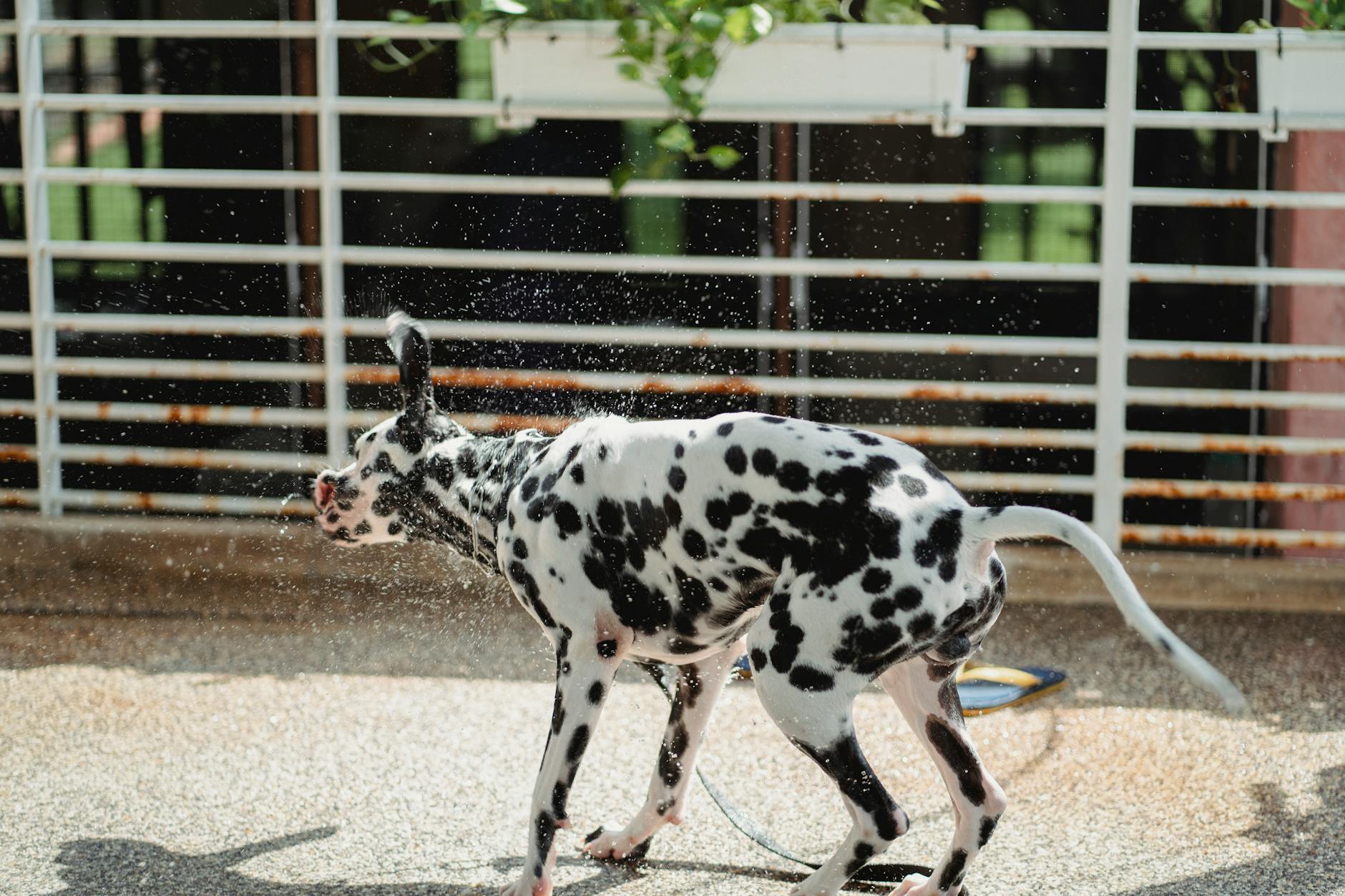 Playful Dalmatian dog shaking off water in an outdoor setting, capturing movement and joy.